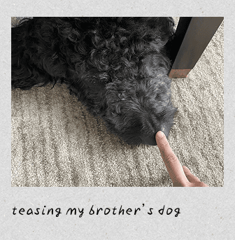 teasing my brother's dog