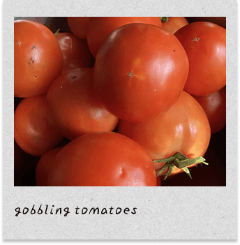 gobbling tomatoes